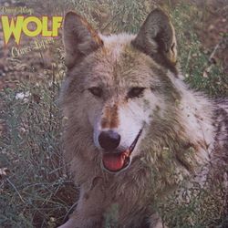 Darryl Way's Wolf Canis Lupus Vinyl LP USED