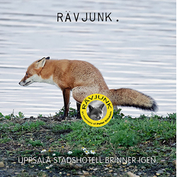 Rävjunk Uppsala Stadshotell Brinner Igen. Vinyl LP USED