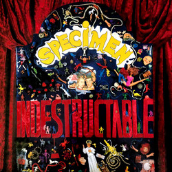 Specimen Indestructable USED VINYL 12INCH MAXI-SINGLE 45 RPM