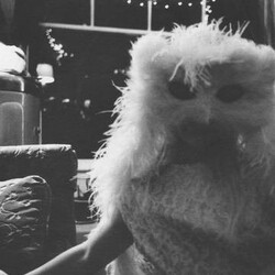 Fruit Bats The Glory Of Fruit Bats Vinyl LP USED