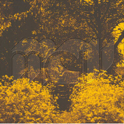 Martin Courtney Many Moons Vinyl LP USED